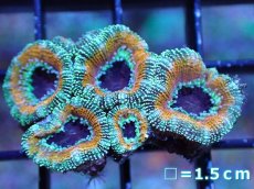 画像2: 【サンゴ】【通販】【オーストラリア産】カクオオトゲキクメイシ（Ultra Grade）（個体販売）No.7（生体）（サンゴ） (2)
