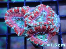画像2: 【サンゴ】【通販】【オーストラリア産】カクオオトゲキクメイシ（Ultra Grade）（個体販売）No.8（生体）（サンゴ） (2)