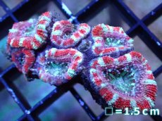 画像2: 【サンゴ】【通販】【オーストラリア産】カクオオトゲキクメイシ（Ultra Grade）（個体販売）No.9（生体）（サンゴ） (2)
