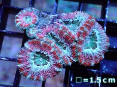 画像2: 【サンゴ】【通販】【オーストラリア産】カクオオトゲキクメイシ（Ultra Grade）（個体販売）No.10（生体）（サンゴ） (2)