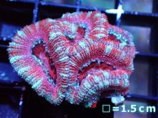画像2: 【サンゴ】【通販】【オーストラリア産】カクオオトゲキクメイシ（Ultra Grade）（個体販売）No.11（生体）（サンゴ） (2)