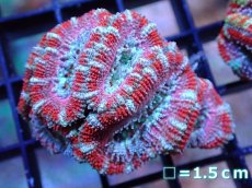 画像2: 【サンゴ】【通販】【オーストラリア産】カクオオトゲキクメイシ（Ultra Grade）（個体販売）No.12（生体）（サンゴ） (2)
