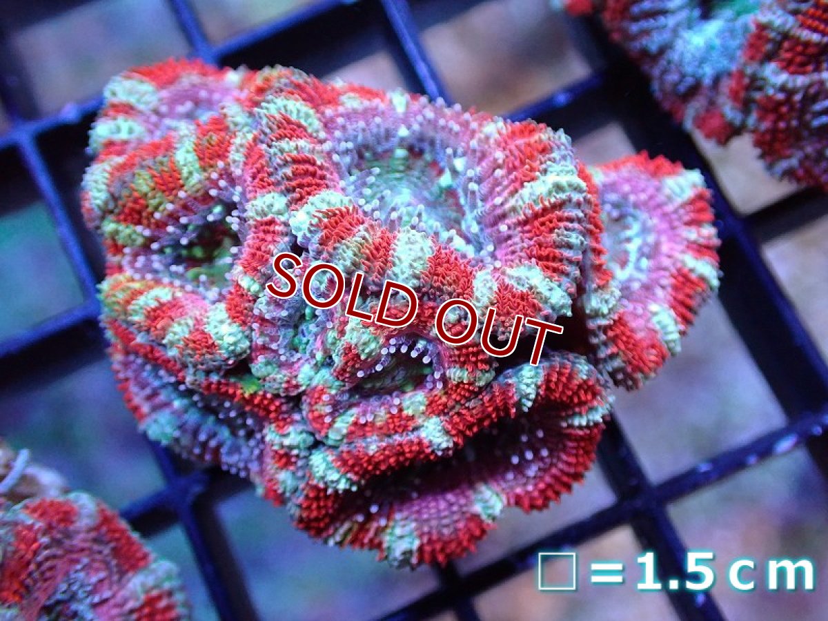 画像2: 【サンゴ】【通販】【オーストラリア産】カクオオトゲキクメイシ（Ultra Grade）（個体販売）No.13（生体）（サンゴ） (2)
