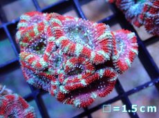 画像2: 【サンゴ】【通販】【オーストラリア産】カクオオトゲキクメイシ（Ultra Grade）（個体販売）No.13（生体）（サンゴ） (2)