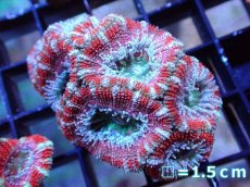 画像2: 【サンゴ】【通販】【オーストラリア産】カクオオトゲキクメイシ（Ultra Grade）（個体販売）No.14（生体）（サンゴ） (2)