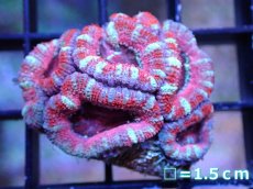 画像2: 【サンゴ】【通販】【オーストラリア産】カクオオトゲキクメイシ（Ultra Grade）（個体販売）No.16（生体）（サンゴ） (2)