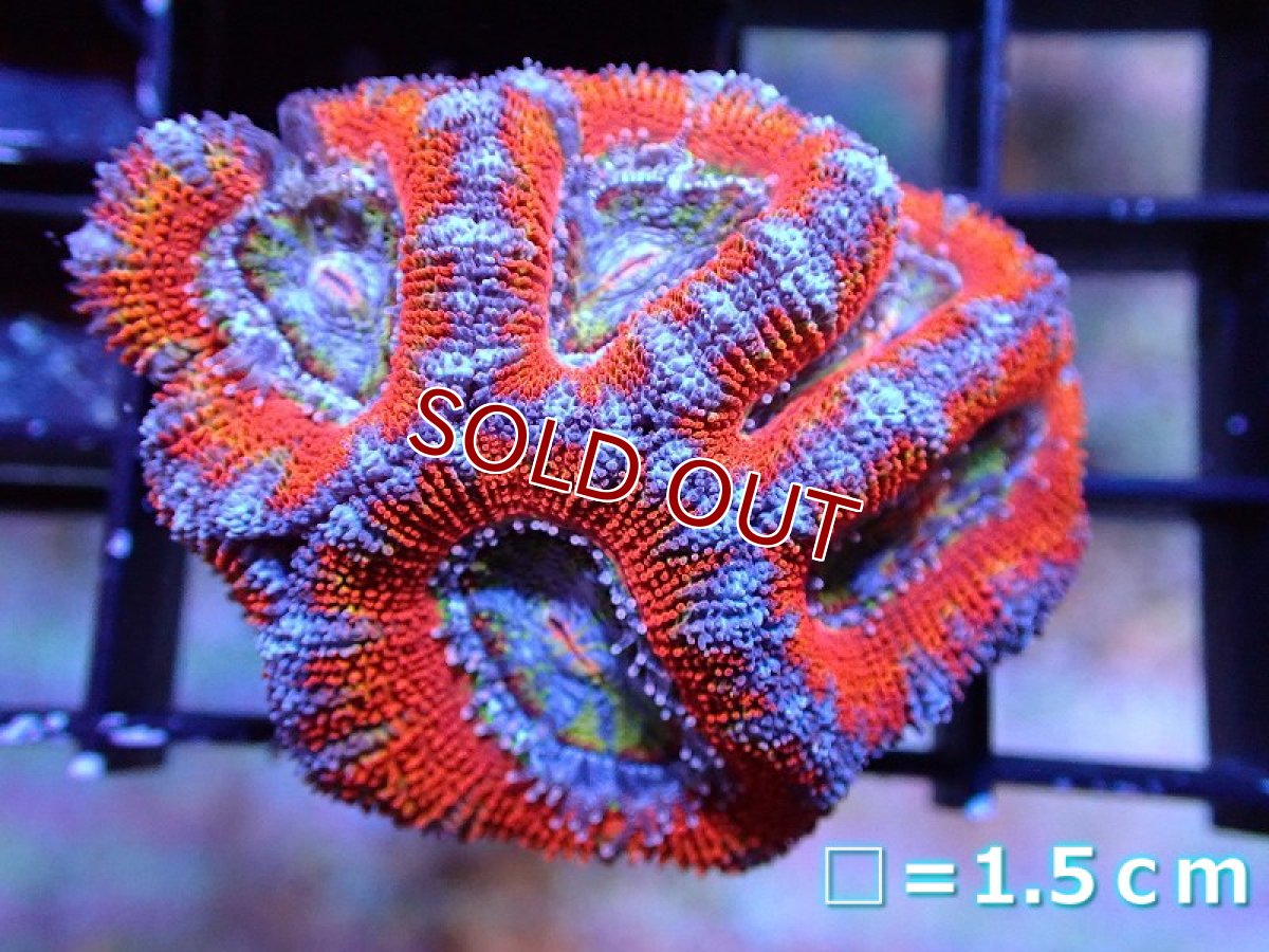 画像2: 【サンゴ】【通販】【オーストラリア産】カクオオトゲキクメイシ（Ultra Grade）（個体販売）No.17（生体）（サンゴ） (2)