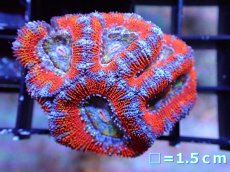 画像2: 【サンゴ】【通販】【オーストラリア産】カクオオトゲキクメイシ（Ultra Grade）（個体販売）No.17（生体）（サンゴ） (2)