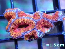 画像2: 【サンゴ】【通販】【オーストラリア産】カクオオトゲキクメイシ（Ultra Grade）（個体販売）No.18（生体）（サンゴ） (2)