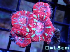 画像2: 【サンゴ】【通販】【オーストラリア産】カクオオトゲキクメイシ（Ultra Grade）（個体販売）No.20（生体）（サンゴ） (2)