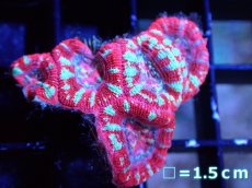 画像2: 【サンゴ】【通販】【オーストラリア産】カクオオトゲキクメイシ（Ultra Grade）（個体販売）No.21（生体）（サンゴ） (2)