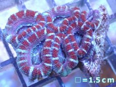 画像2: 【サンゴ】【通販】【オーストラリア産】カクオオトゲキクメイシ（Ultra Grade）（個体販売）No.23（生体）（サンゴ） (2)