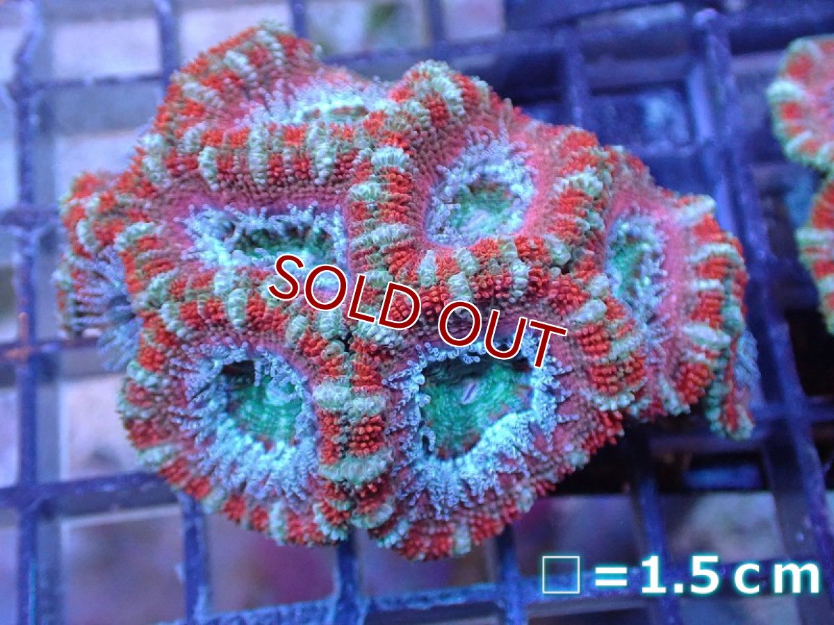 画像2: 【サンゴ】【通販】【オーストラリア産】カクオオトゲキクメイシ（Ultra Grade）（個体販売）No.24（生体）（サンゴ） (2)