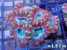 画像2: 【サンゴ】【通販】【オーストラリア産】カクオオトゲキクメイシ（Ultra Grade）（個体販売）No.24（生体）（サンゴ） (2)