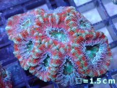 画像2: 【サンゴ】【通販】【オーストラリア産】カクオオトゲキクメイシ（Ultra Grade）（個体販売）No.25（生体）（サンゴ） (2)