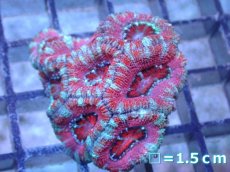 画像2: 【サンゴ】【通販】【オーストラリア産】カクオオトゲキクメイシ（Ultra Grade）（個体販売）No.26（生体）（サンゴ） (2)