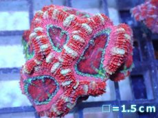 画像2: 【サンゴ】【通販】【オーストラリア産】カクオオトゲキクメイシ（Ultra Grade）（個体販売）No.27（生体）（サンゴ） (2)