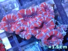 画像2: 【サンゴ】【通販】【オーストラリア産】カクオオトゲキクメイシ（Ultra Grade）（個体販売）No.28（生体）（サンゴ） (2)