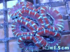 画像2: 【サンゴ】【通販】【オーストラリア産】カクオオトゲキクメイシ（Ultra Grade）（個体販売）No.29（生体）（サンゴ） (2)