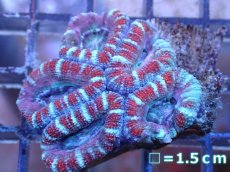 画像2: 【サンゴ】【通販】【オーストラリア産】カクオオトゲキクメイシ（Ultra Grade）（個体販売）No.30（生体）（サンゴ） (2)