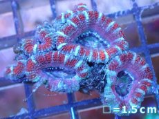 画像2: 【サンゴ】【通販】【オーストラリア産】カクオオトゲキクメイシ（Ultra Grade）（個体販売）No.31（生体）（サンゴ） (2)