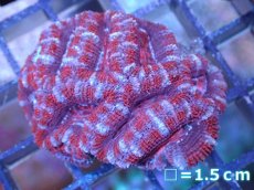 画像2: 【サンゴ】【通販】【オーストラリア産】カクオオトゲキクメイシ（Ultra Grade）（個体販売）No.32（生体）（サンゴ） (2)