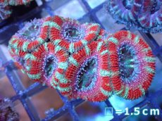 画像2: 【サンゴ】【通販】【オーストラリア産】カクオオトゲキクメイシ（Ultra Grade）（個体販売）No.33（生体）（サンゴ） (2)