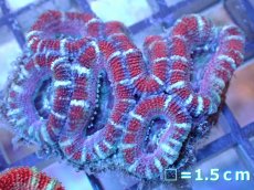 画像2: 【サンゴ】【通販】【オーストラリア産】カクオオトゲキクメイシ（Ultra Grade）（個体販売）No.34（生体）（サンゴ） (2)