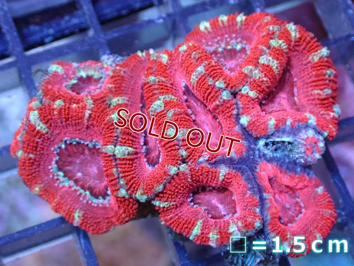 画像2: 【サンゴ】【通販】【オーストラリア産】カクオオトゲキクメイシ（Ultra Grade）（個体販売）No.35（生体）（サンゴ） (2)