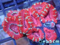 画像2: 【サンゴ】【通販】【オーストラリア産】カクオオトゲキクメイシ（Ultra Grade）（個体販売）No.35（生体）（サンゴ） (2)