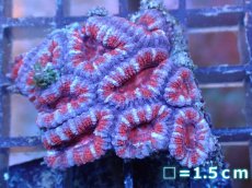 画像2: 【サンゴ】【通販】【オーストラリア産】カクオオトゲキクメイシ（Ultra Grade）（個体販売）No.36（生体）（サンゴ） (2)