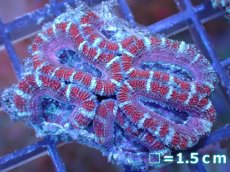 画像2: 【サンゴ】【通販】【オーストラリア産】カクオオトゲキクメイシ（Ultra Grade）（個体販売）No.38（生体）（サンゴ） (2)