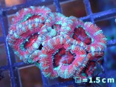 画像2: 【サンゴ】【通販】【オーストラリア産】カクオオトゲキクメイシ（Ultra Grade）（個体販売）No.39（生体）（サンゴ） (2)