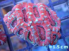 画像2: 【サンゴ】【通販】【オーストラリア産】カクオオトゲキクメイシ（Ultra Grade）（個体販売）No.41（生体）（サンゴ） (2)
