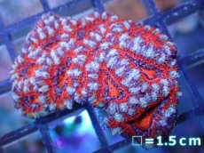 画像2: 【サンゴ】【通販】【オーストラリア産】カクオオトゲキクメイシ（Ultra Grade）（個体販売）No.42（生体）（サンゴ） (2)