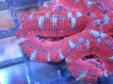 画像1: 【サンゴ】【通販】【オーストラリア産】カクオオトゲキクメイシ（Ultra Grade）（個体販売）No.43（生体）（サンゴ） (1)