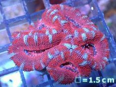 画像2: 【サンゴ】【通販】【オーストラリア産】カクオオトゲキクメイシ（Ultra Grade）（個体販売）No.43（生体）（サンゴ） (2)