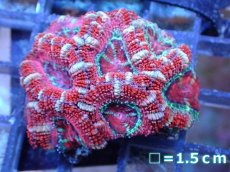 画像2: 【サンゴ】【通販】【オーストラリア産】カクオオトゲキクメイシ（Ultra Grade）（個体販売）No.44（生体）（サンゴ） (2)