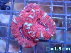 画像2: 【サンゴ】【通販】【オーストラリア産】カクオオトゲキクメイシ（Ultra Grade）（個体販売）No.45（生体）（サンゴ） (2)