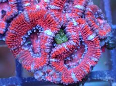 画像1: 【サンゴ】【通販】【オーストラリア産】カクオオトゲキクメイシ（Ultra Grade）（個体販売）No.46（生体）（サンゴ） (1)