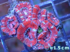 画像2: 【サンゴ】【通販】【オーストラリア産】カクオオトゲキクメイシ（Ultra Grade）（個体販売）No.46（生体）（サンゴ） (2)