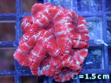 画像2: 【サンゴ】【通販】【オーストラリア産】カクオオトゲキクメイシ（Ultra Grade）（個体販売）No.47（生体）（サンゴ） (2)