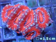 画像2: 【サンゴ】【通販】【オーストラリア産】カクオオトゲキクメイシ（Ultra Grade）（個体販売）No.48（生体）（サンゴ） (2)