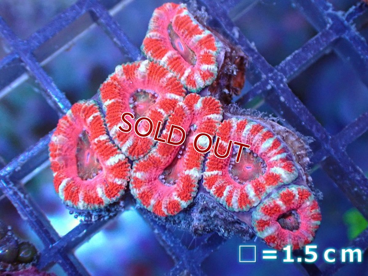 画像2: 【サンゴ】【通販】【オーストラリア産】カクオオトゲキクメイシ（Ultra Grade）（個体販売）No.49（生体）（サンゴ） (2)