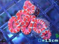 画像2: 【サンゴ】【通販】【オーストラリア産】カクオオトゲキクメイシ（Ultra Grade）（個体販売）No.49（生体）（サンゴ） (2)