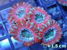 画像2: 【サンゴ】【通販】【オーストラリア産】カクオオトゲキクメイシ（Ultra Grade）（個体販売）No.50（生体）（サンゴ） (2)