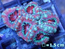 画像2: 【サンゴ】【通販】【オーストラリア産】カクオオトゲキクメイシ（Ultra Grade）（個体販売）No.51（生体）（サンゴ） (2)