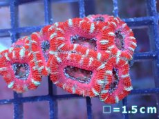 画像2: 【サンゴ】【通販】【オーストラリア産】カクオオトゲキクメイシ（Ultra Grade）（個体販売）No.52（生体）（サンゴ） (2)