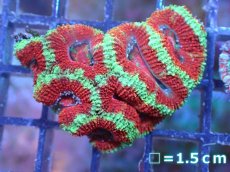 画像2: 【サンゴ】【通販】【オーストラリア産】カクオオトゲキクメイシ（Ultra Grade）（個体販売）No.53（生体）（サンゴ） (2)
