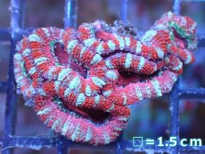 画像2: 【サンゴ】【通販】【オーストラリア産】カクオオトゲキクメイシ（Ultra Grade）（個体販売）No.54（生体）（サンゴ） (2)